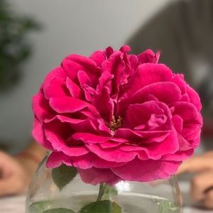 Meet your Posher, Maria